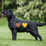 Black Carrying Chocolate and Yellow EeBb Labrador Retriever
