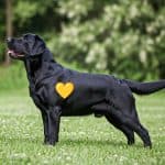 Black Carrying Yellow EeBB Labrador Retriever