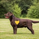 Chocolate Carrying Yellow Eebb Labrador Retriever
