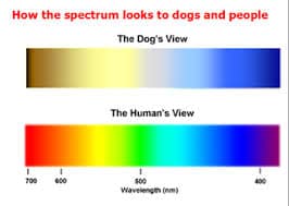 What colors do dogs see?