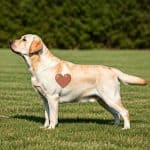 Yellow Carrying Chocolate eeBb Labrador Retriever