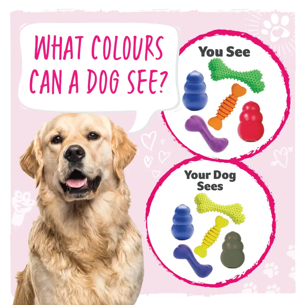 Dog vision colors