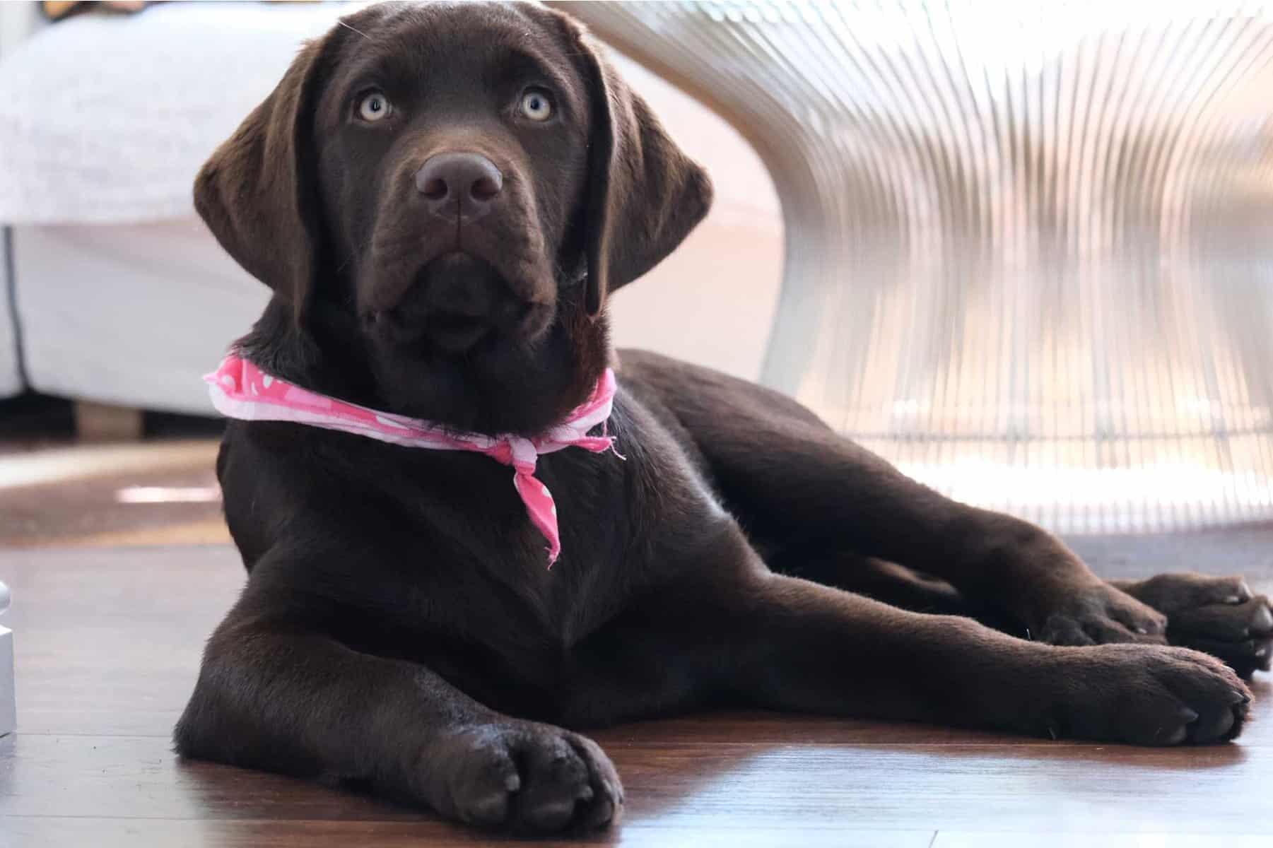 Bark At Us Laguna Labradors Orange County English Labrador