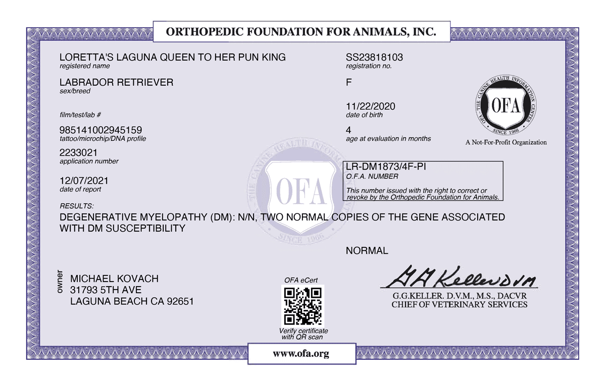 LORETTA_S-LAGUNA-QUEEN-TO-HER-PUN-KING-DEGENERATIVE-MYELOPATHY-04_19_2021-DEGENERATIVE-MYELOPATHY