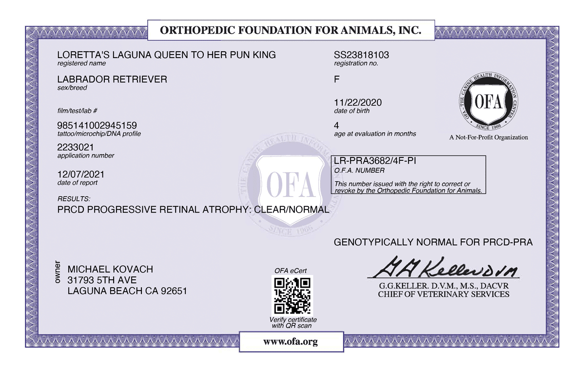LORETTA_S-LAGUNA-QUEEN-TO-HER-PUN-KING-PROGRESSIVE-RETINAL-ATROPHY-04_19_2021-PROGRESSIVE-RETINAL-ATROPHY