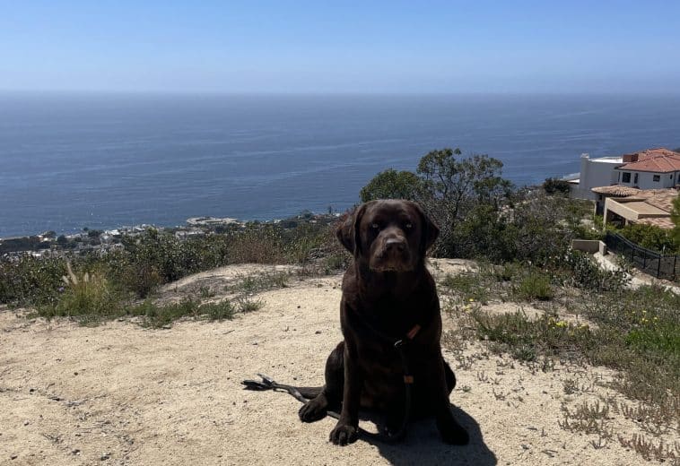 Yearly Shots & Titer Tests – Don’t over vaccinate your dog
