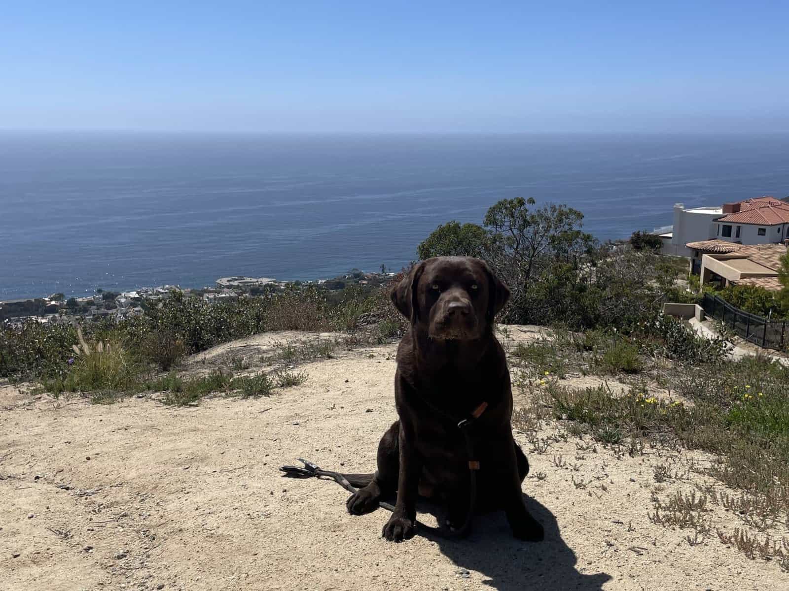 Yearly Shots & Titer Tests – Don’t over vaccinate your dog