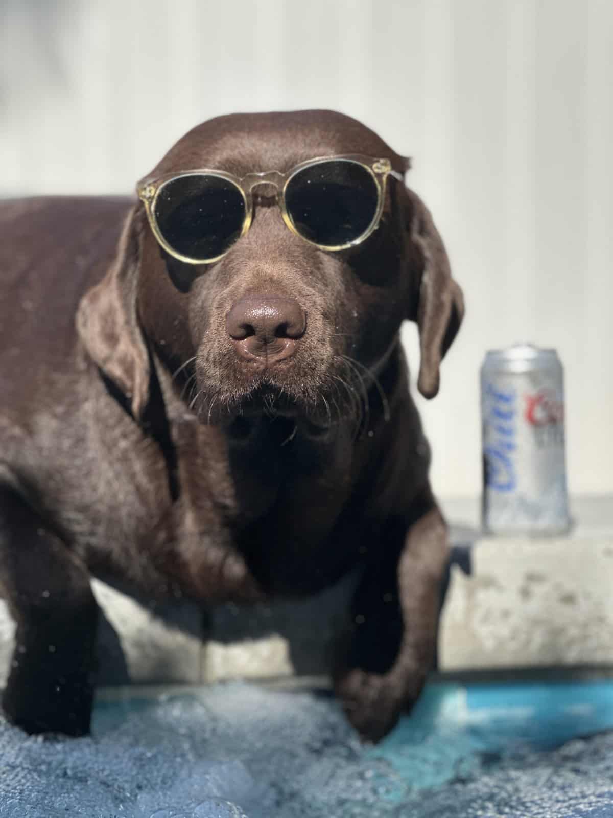 funny labrador sunglasses