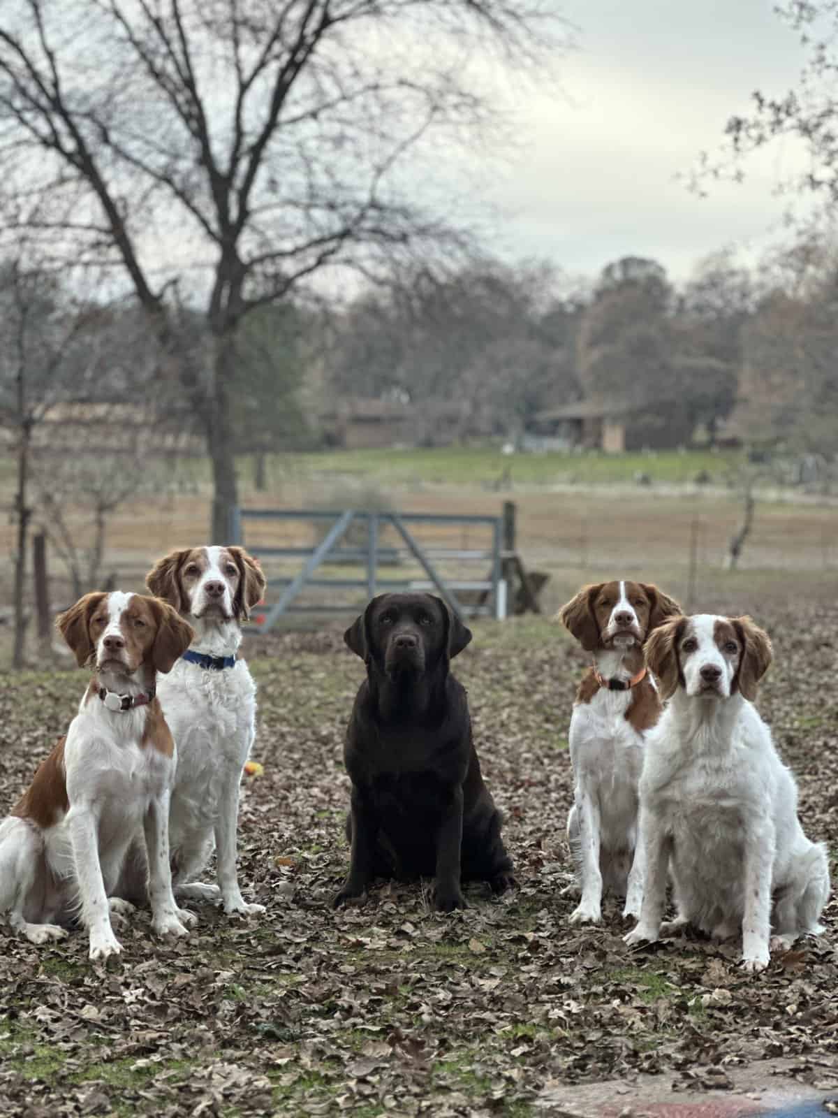 labrador retreiver Brittany spaniel
