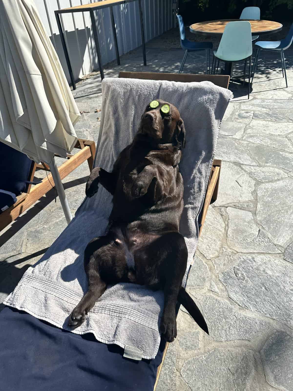 Dog lounging pool