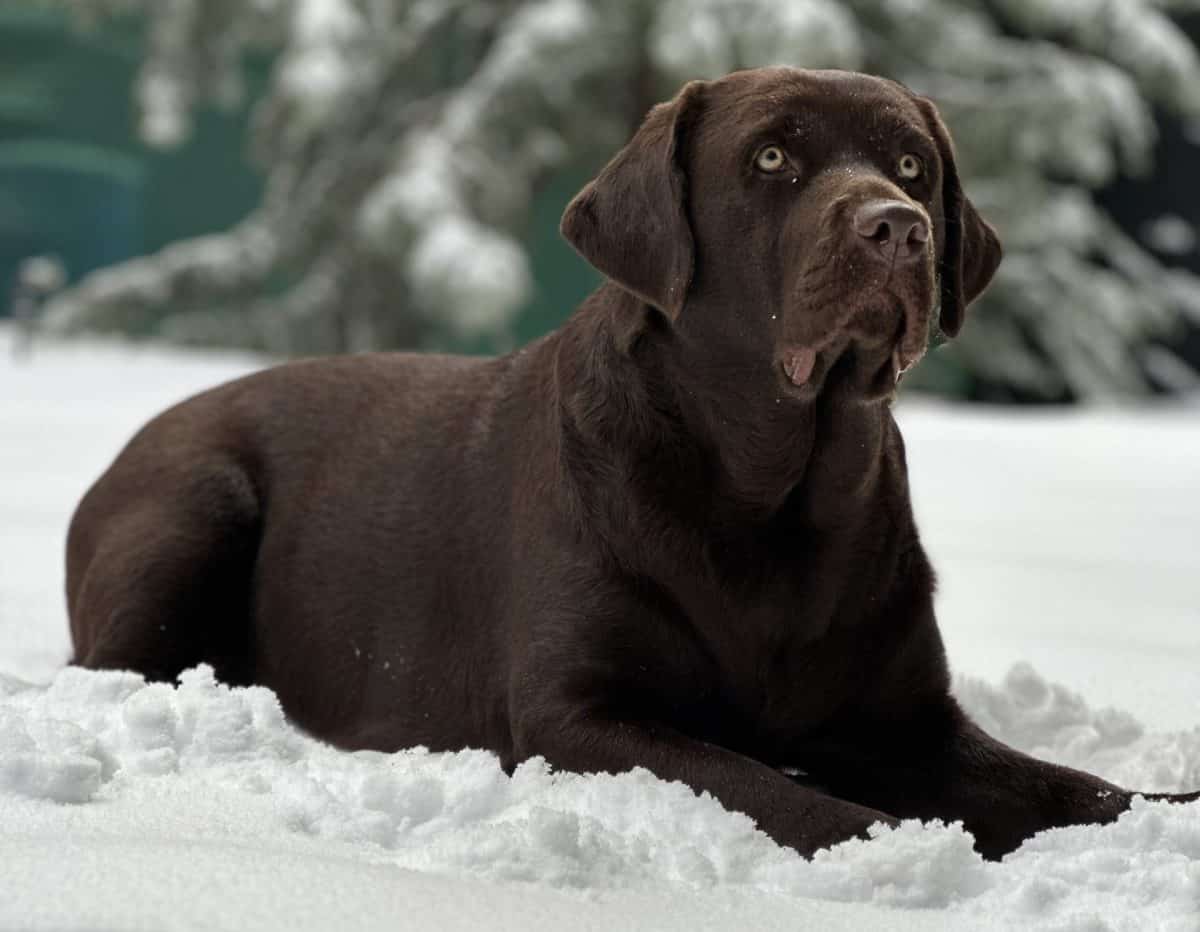 English vs. American Lab