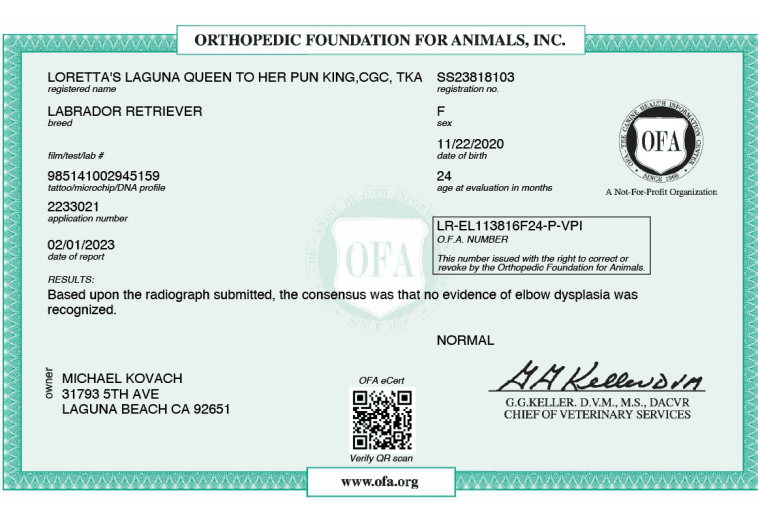 Health Testing Labrador Retrievers Laguna Labradors Orange County