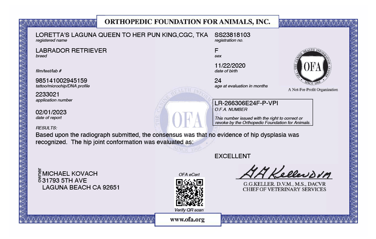 ofa-hip-score-laguna-labradors