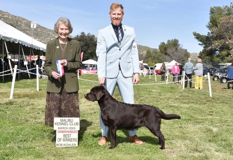 Labrador Retriever Best Owner Handler Malibu AKC Show Dog 9 mo.