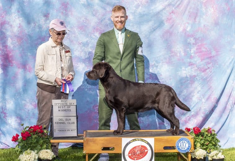 Del Sur Kennel Club Labrador Retriever