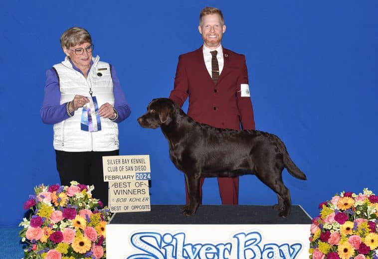 Silver Bay Kennel Club of San Diego Labrador Retriever