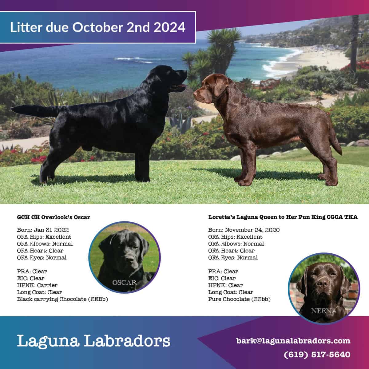 GCH CH Overlook’s Oscar Laguna Labradors