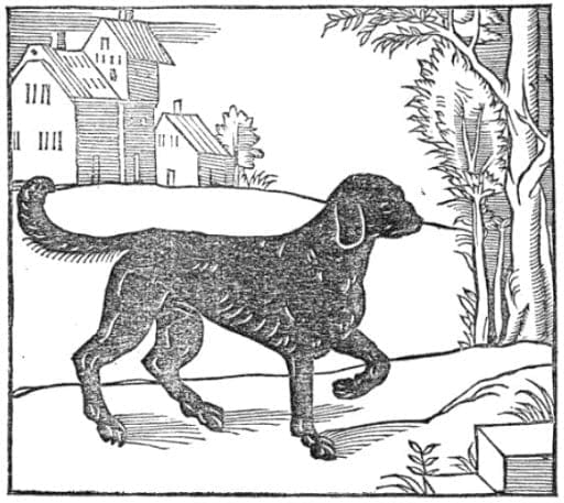 1576 St-Huberts-dog