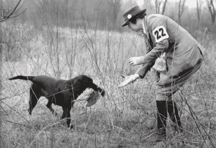 Where are Labradors From?