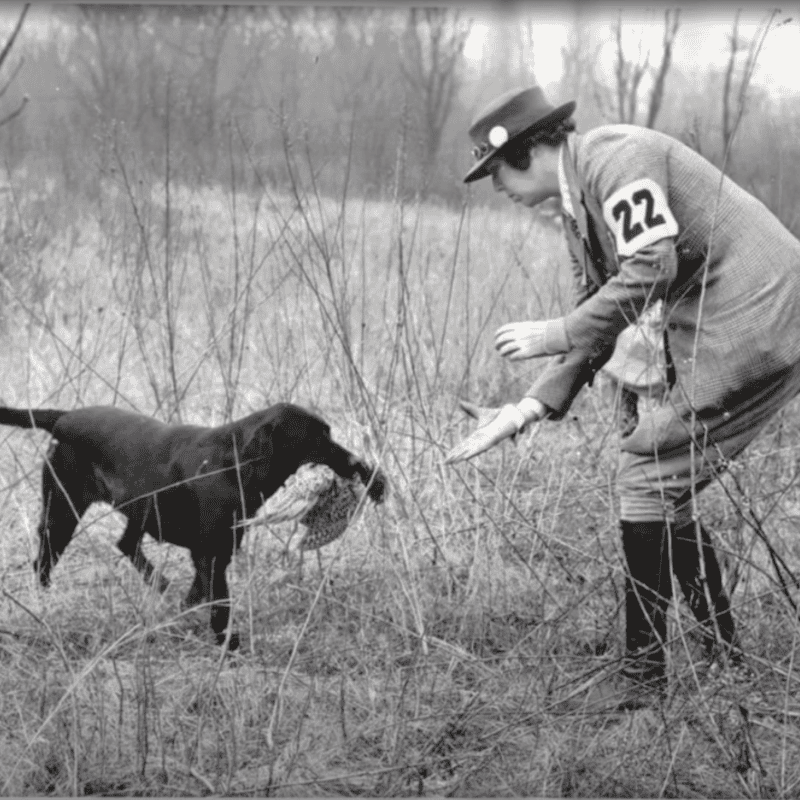 Where are Labradors From?