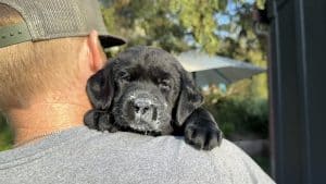 labrador breeders near me