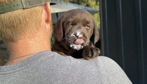 english labrador retriever rescue