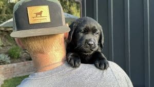 labrador puppies