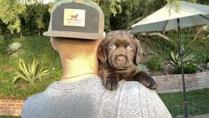 chocolate labs near me