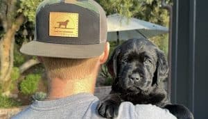 labrador puppies for sale