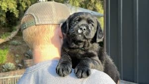 cutest Labrador retreiver puppy