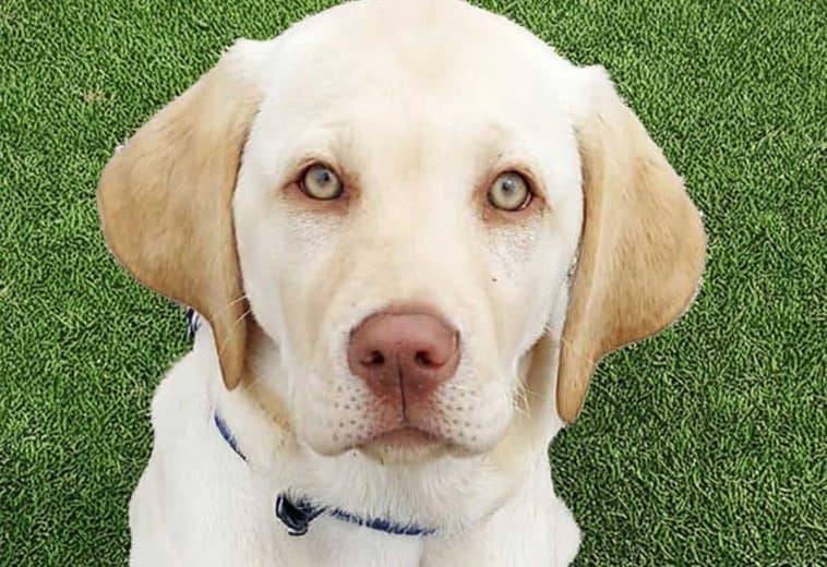 What is a Dudley Labrador?