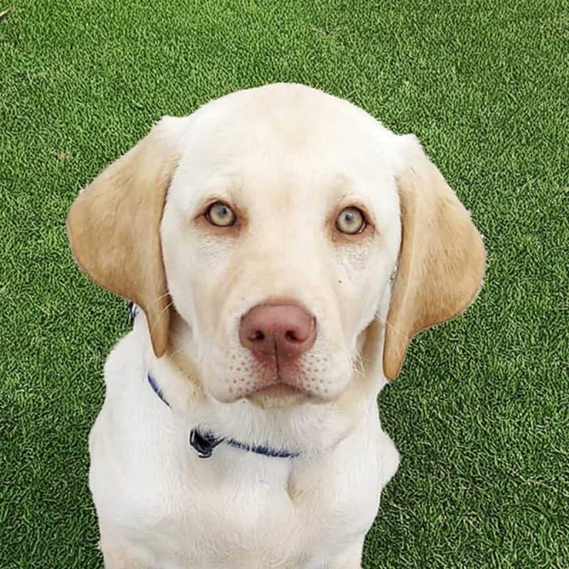 What is a Dudley Labrador?