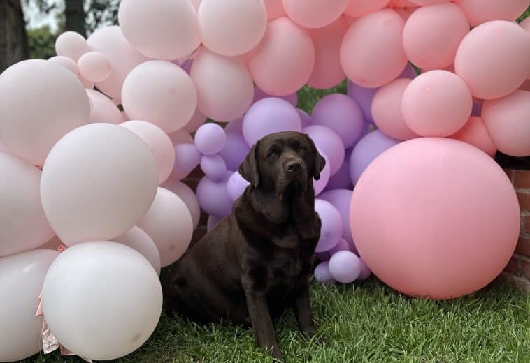 When will my dog give birth?