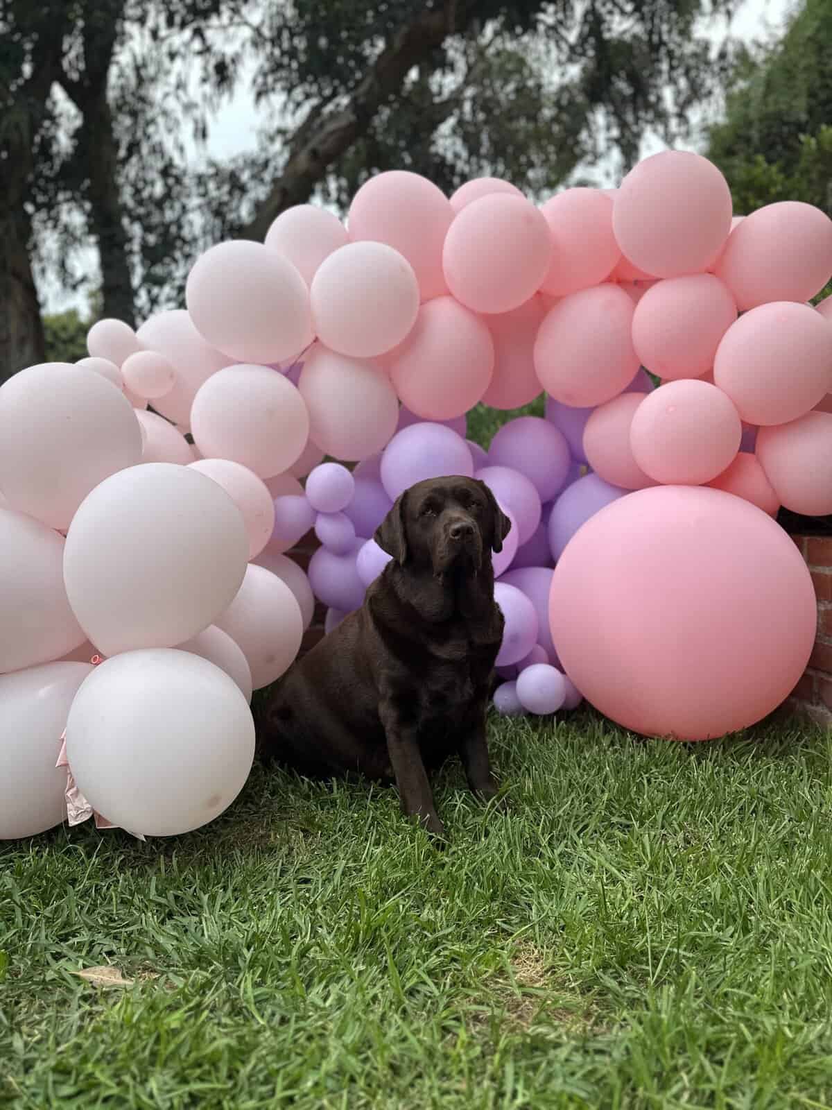 When will my dog give birth?