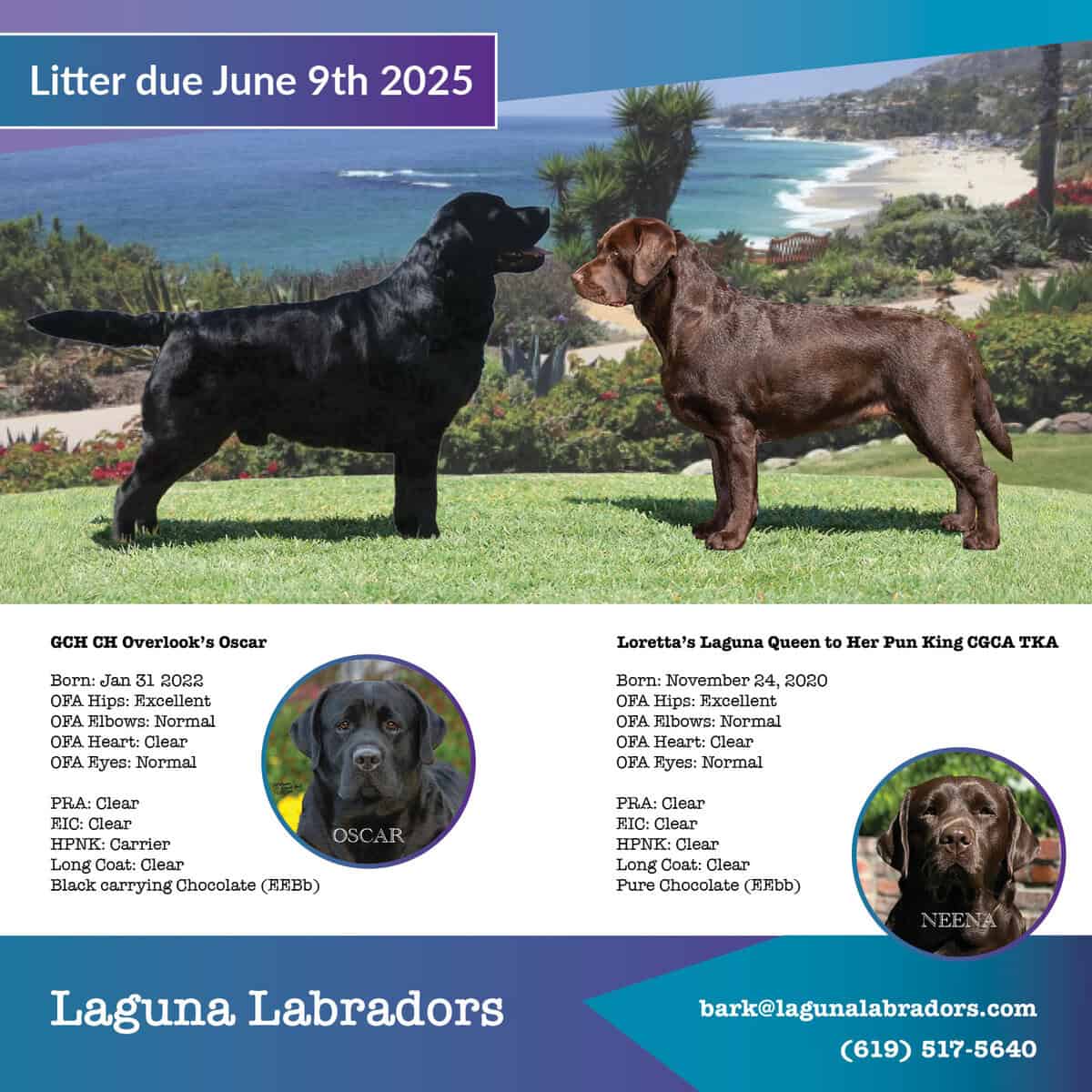 Labrador Puppies For Sale. GCH CH Overlook’s Oscar - Mark Rothe Overlook Mt Labradors