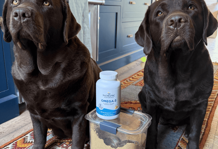 The Secret to a Show-Stopping Coat: Why DHA in Fish Oil is Your Dog’s Best Friend