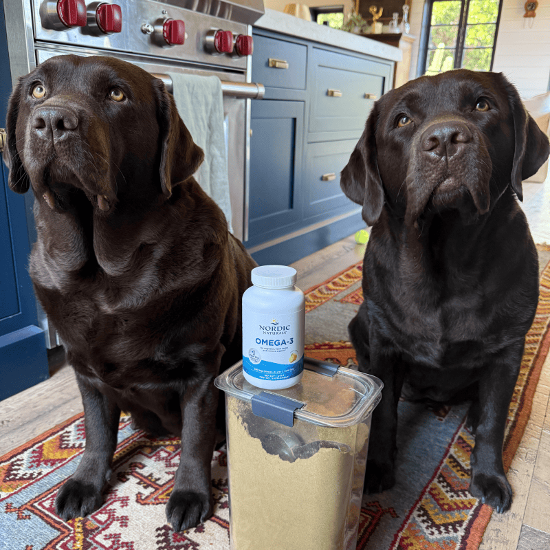The Secret to a Show-Stopping Coat: Why DHA in Fish Oil is Your Dog’s Best Friend