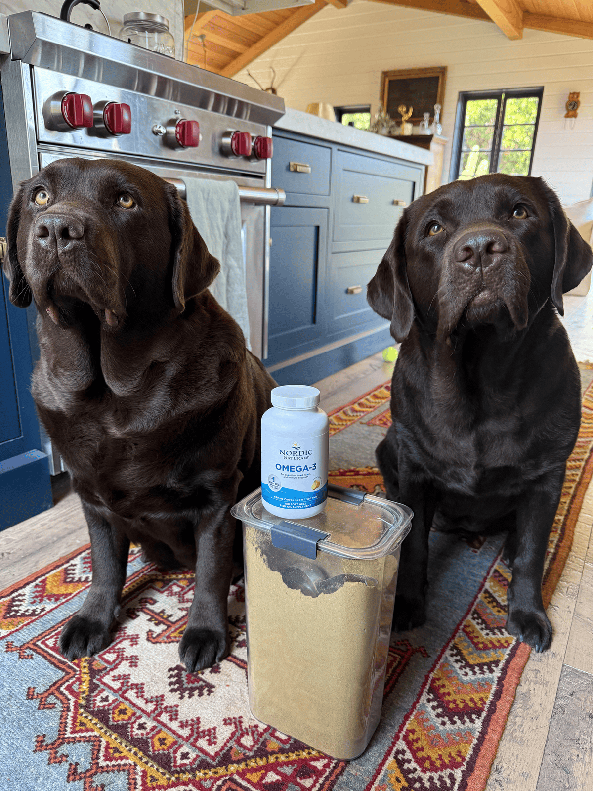 The Secret to a Show-Stopping Coat: Why DHA in Fish Oil is Your Dog’s Best Friend