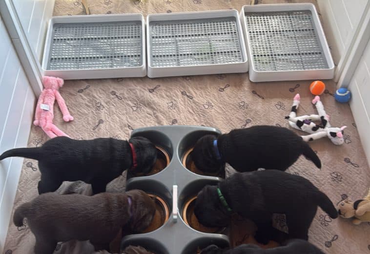 Whelping Box Puppy Feeding Station