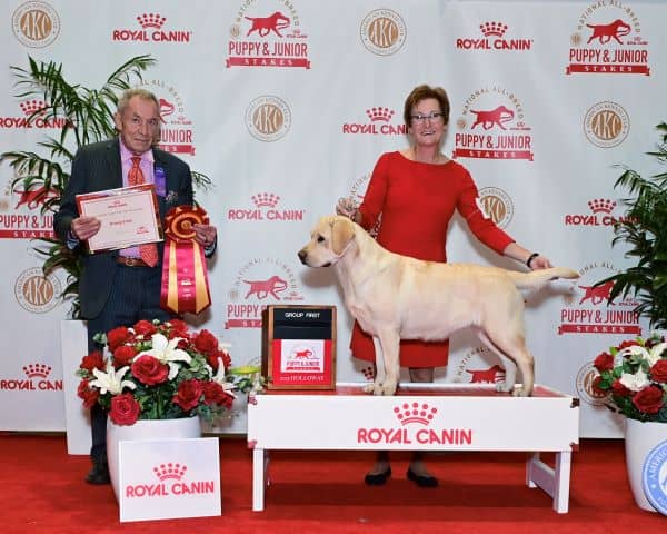 Top 10 Labrador Retriever Breed Standings May 2025