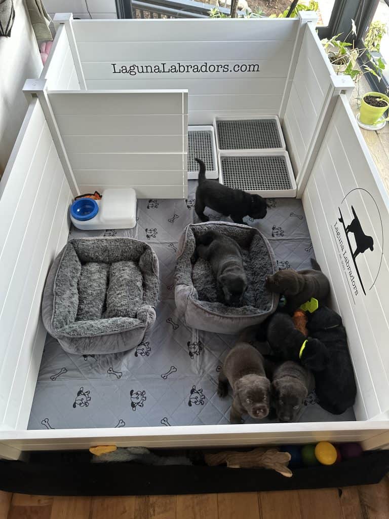 homemade whelping box garden bed potty area