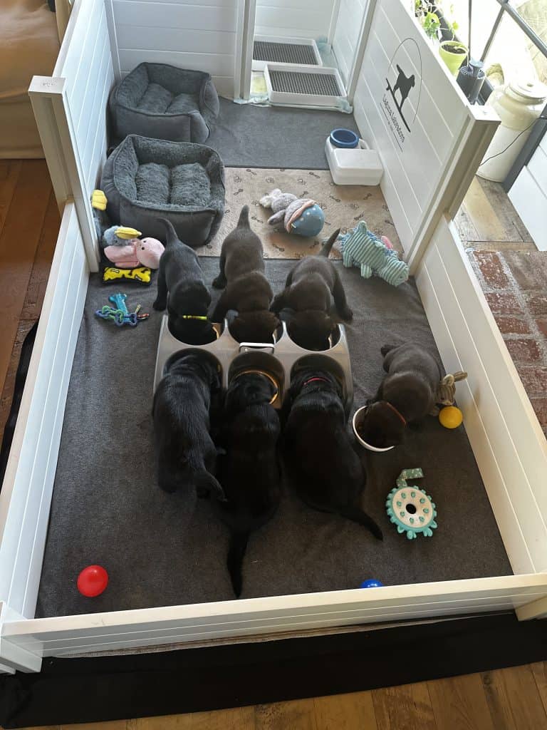 Costco Garden Box Puppy Whelping