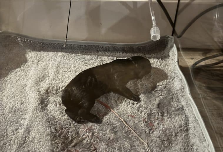 PuppyWarmer Incubator newborn puppy