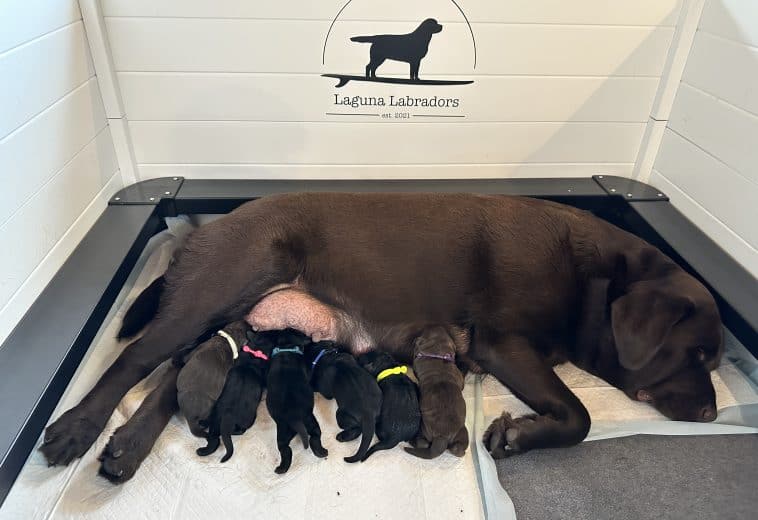 Labrador Retriever Whelping Box
