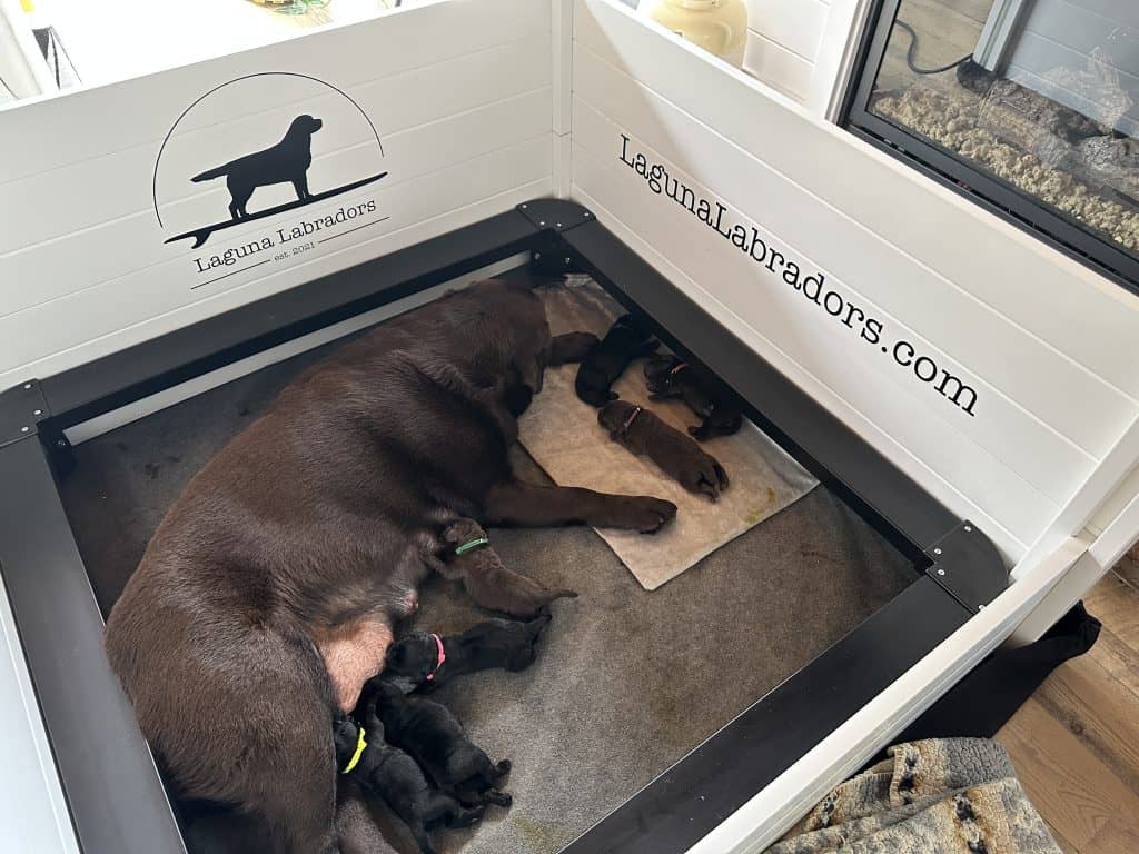 Whelping Box logo and breeding branding