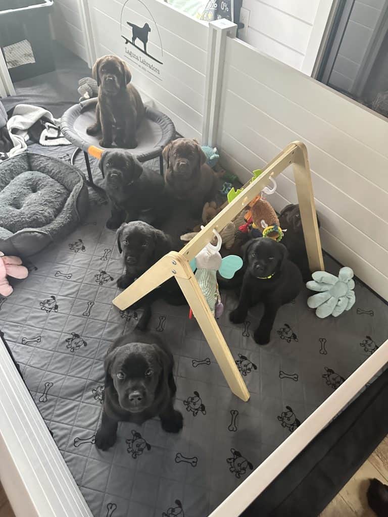 Puppy Whelping Box toys
