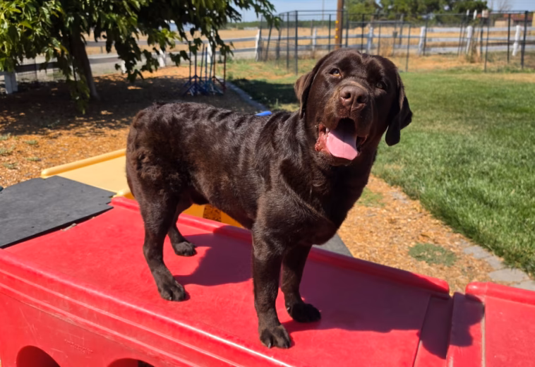 California Chocolate Labrador Retriever Rehoming