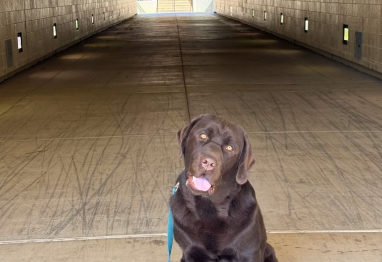 Focused Chocolate Labrador Puppy on Leash