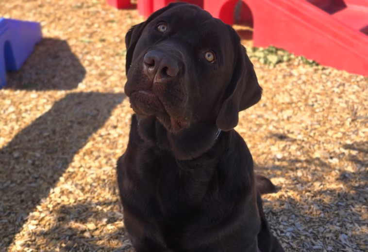 Focused Chocolate Labrador at Behavioral Training Facility