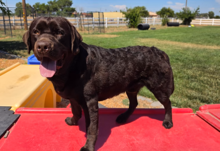 Northern California Trained Labrador Puppy for Sale